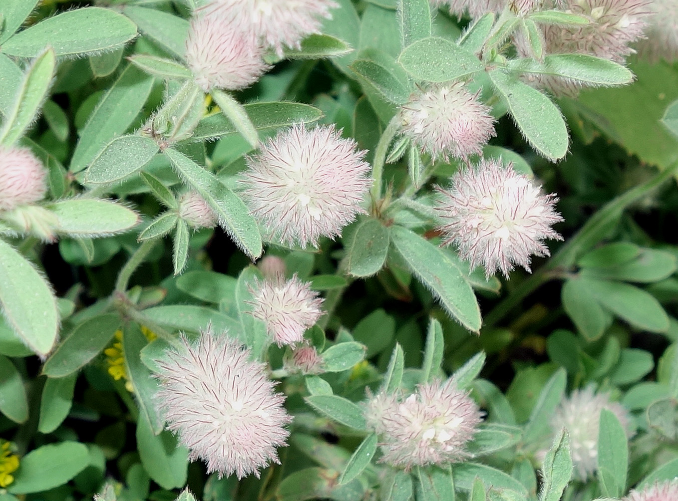 Изображение особи Trifolium arvense.