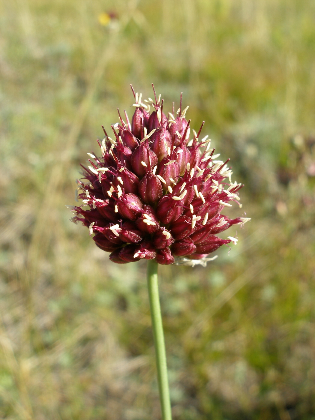 Image of Allium sphaerocephalon specimen.