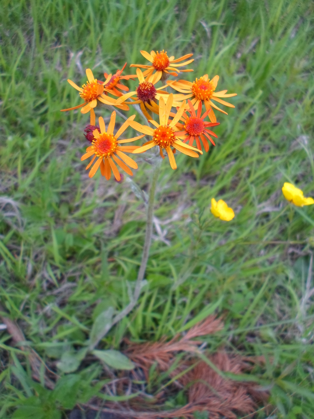 Изображение особи Tephroseris porphyrantha.