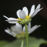 Pyrethrum parthenifolium