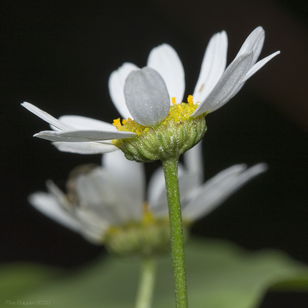 Image of Pyrethrum parthenifolium specimen.