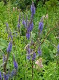 Veronica longifolia