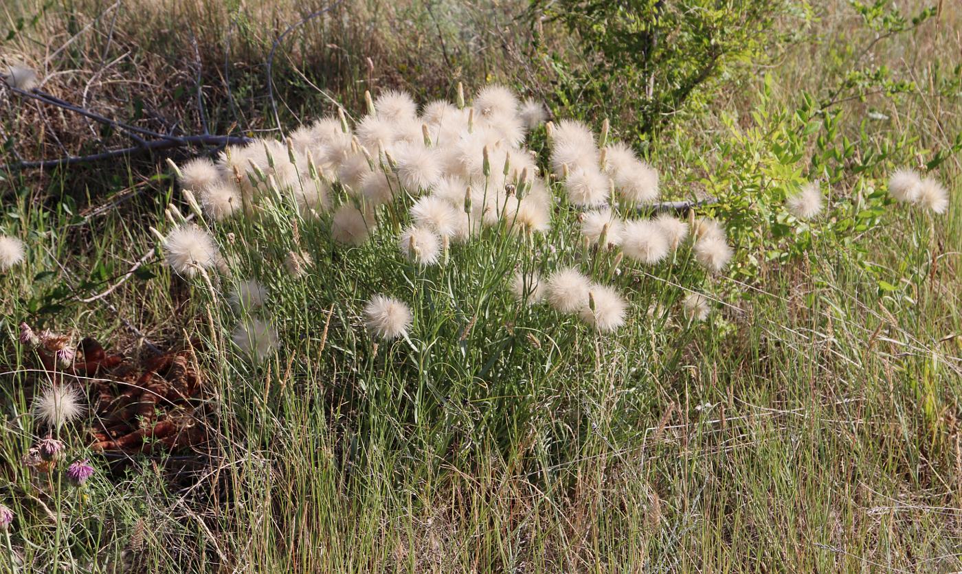 Изображение особи Scorzonera ensifolia.