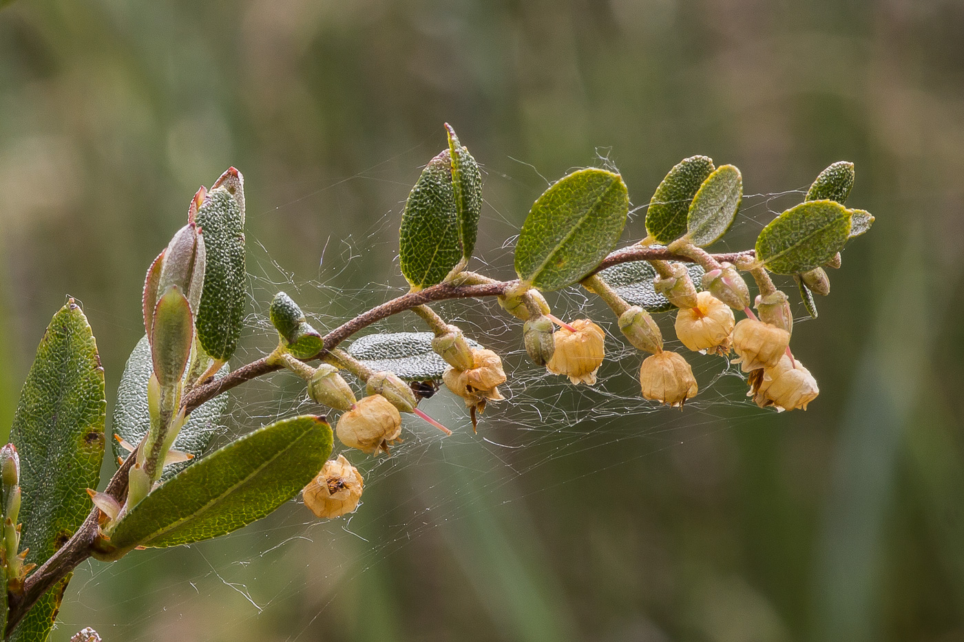 Image of Chamaedaphne calyculata specimen.