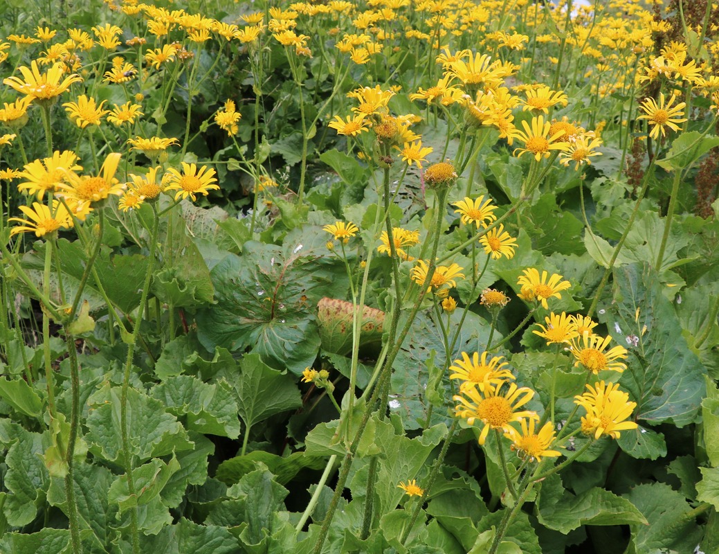 Изображение особи Doronicum macrophyllum.