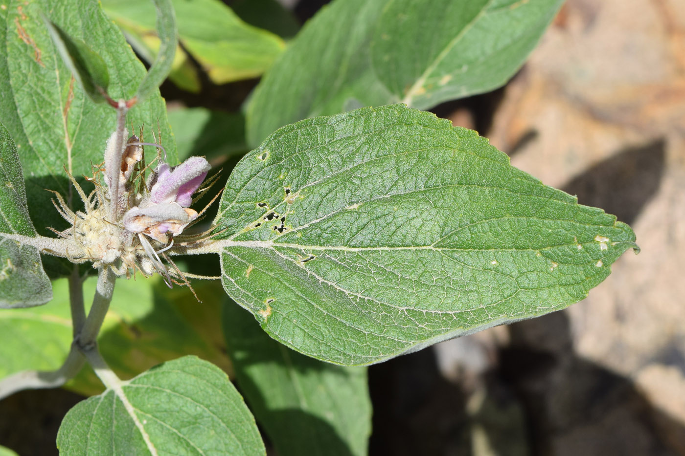 Image of Phlomis sewerzowii specimen.