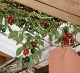 Capsicum pubescens