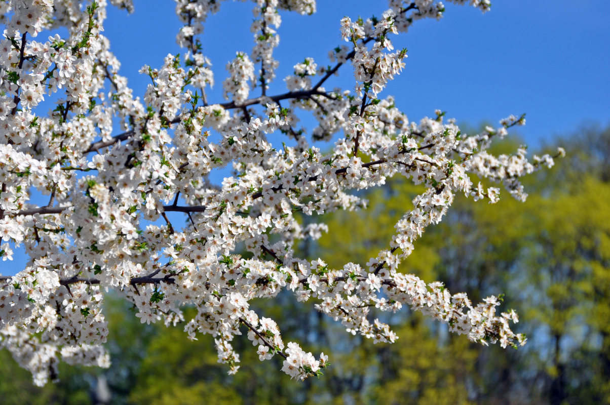 Image of Prunus domestica specimen.