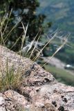 Stipa caucasica