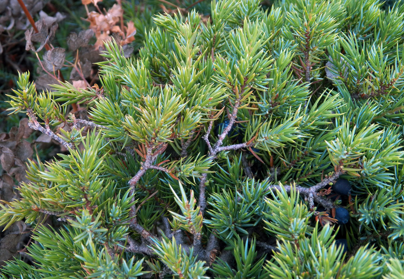 Image of Juniperus hemisphaerica specimen.