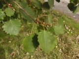Populus tremula. Верхушка побега. Украина, г. Запорожье, обочина автомагистрали Харьков-Симферополь. 10.10.2020.