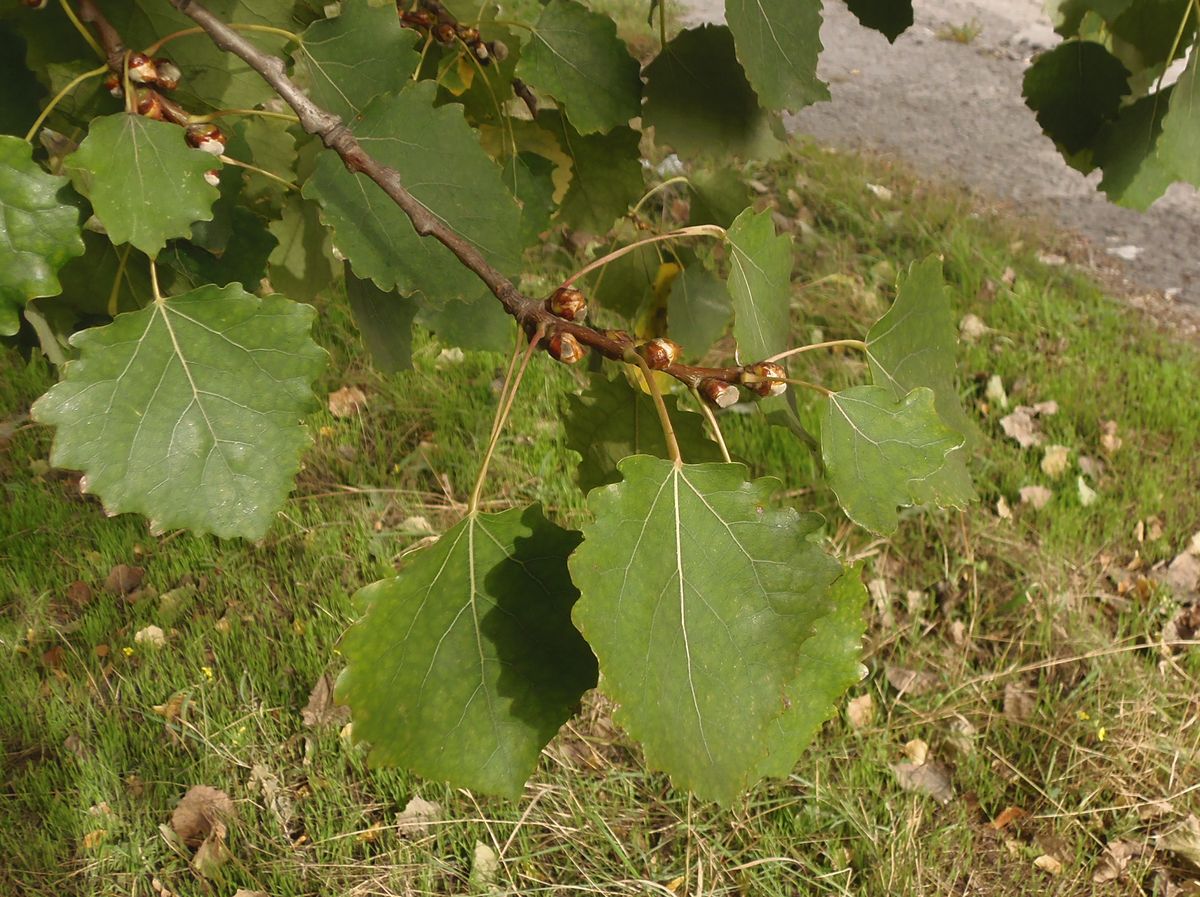 Image of Populus tremula specimen.