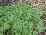 Smilacina stellata