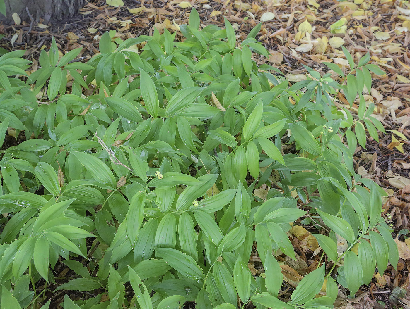 Изображение особи Smilacina stellata.