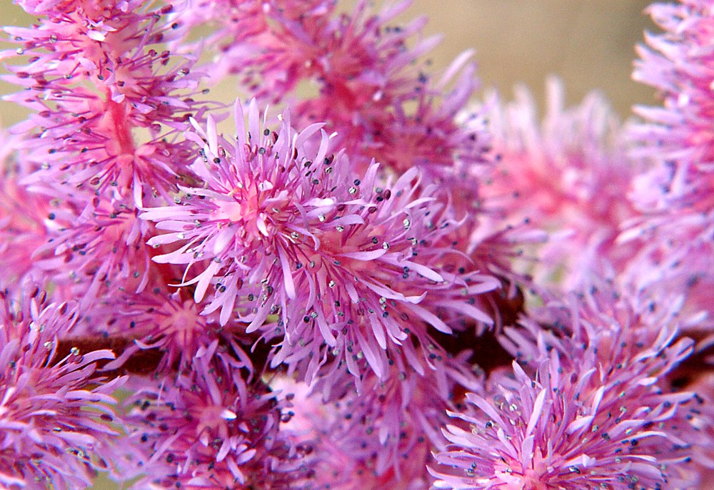 Изображение особи Astilbe chinensis.