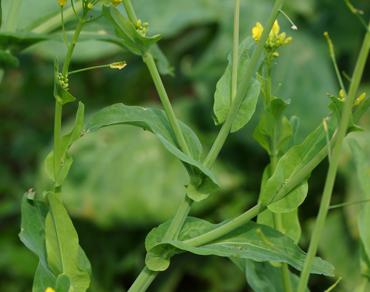 Изображение особи Brassica rapa ssp. pekinensis.