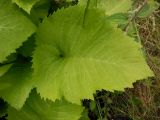 Telekia speciosa