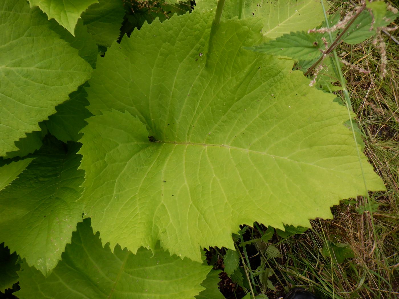 Изображение особи Telekia speciosa.