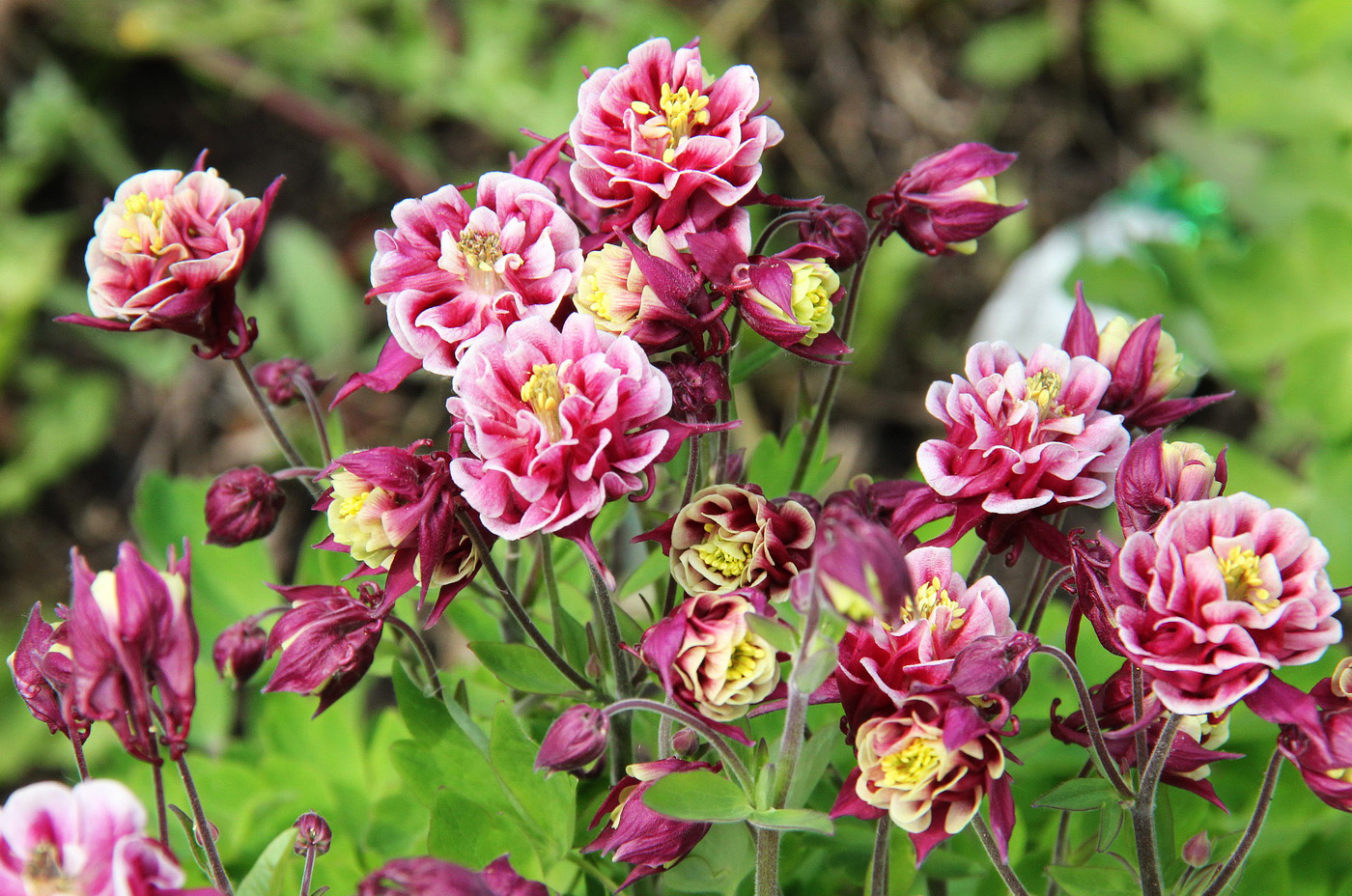 Изображение особи Aquilegia vulgaris.