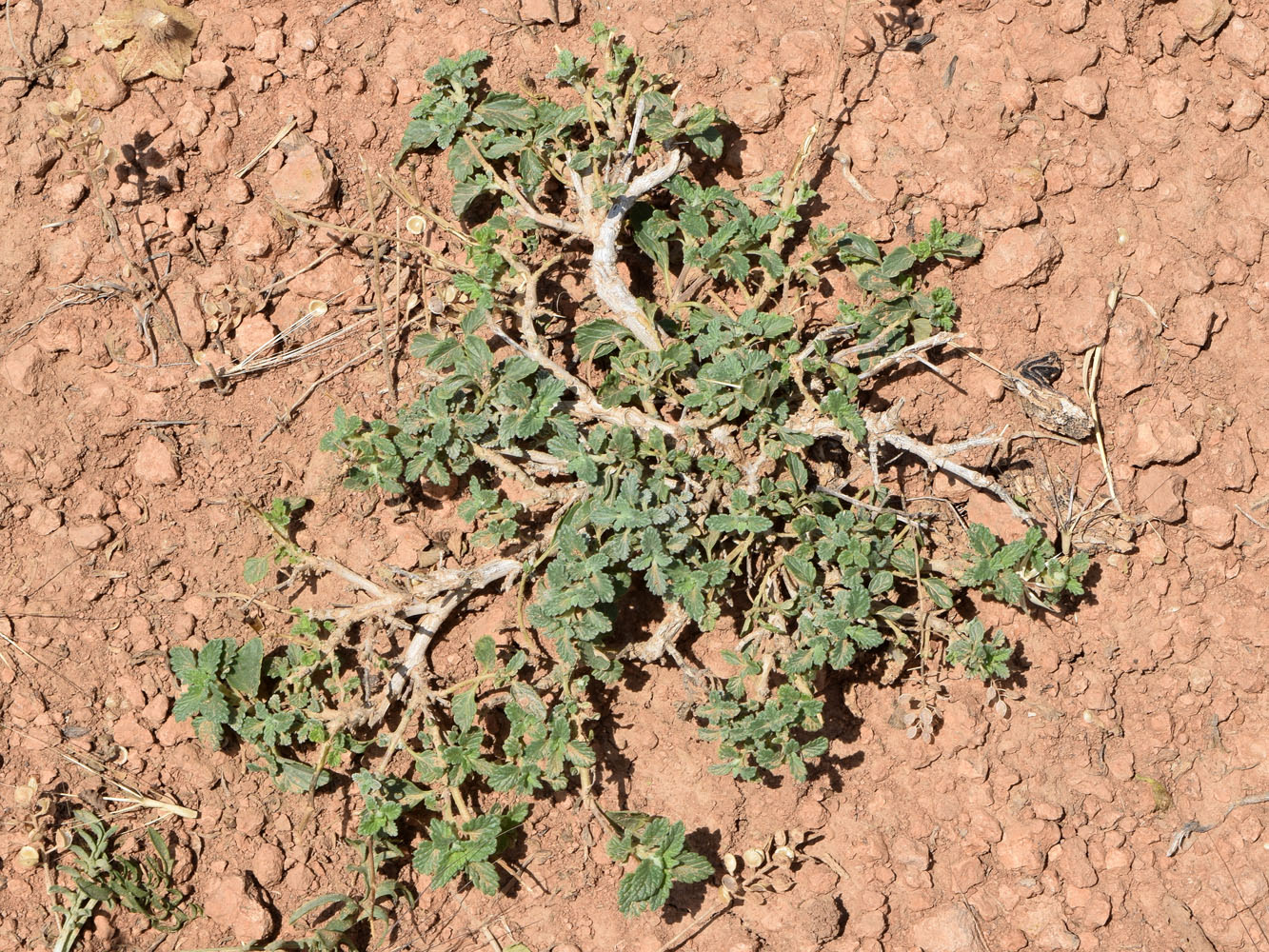 Image of Scutellaria microdasys specimen.