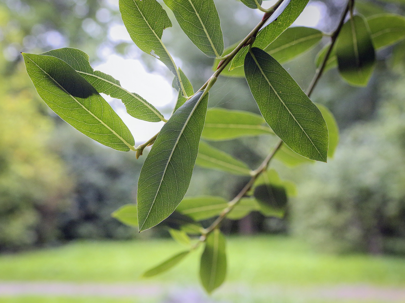 Image of Salix kochiana specimen.