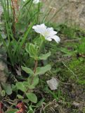 Cerastium undulatifolium. Цветущее растение. Кабардино-Балкария, Эльбрусский р-н, долина р. Ирикчат, ок. 3100 м н.у.м., альпийская пустошь. 06.07.2020.