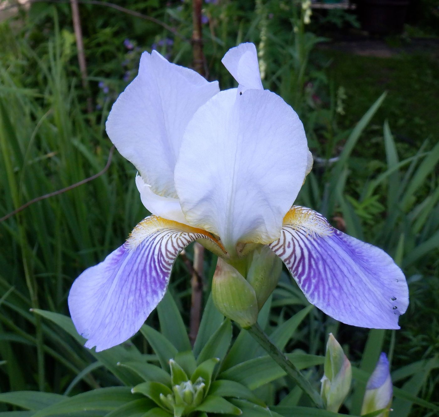 Изображение особи Iris &times; hybrida.