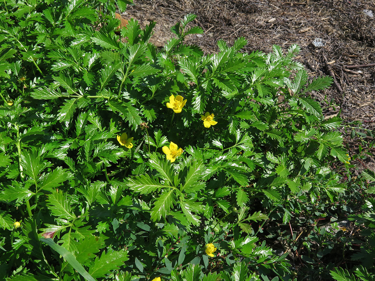 Изображение особи Potentilla pacifica.