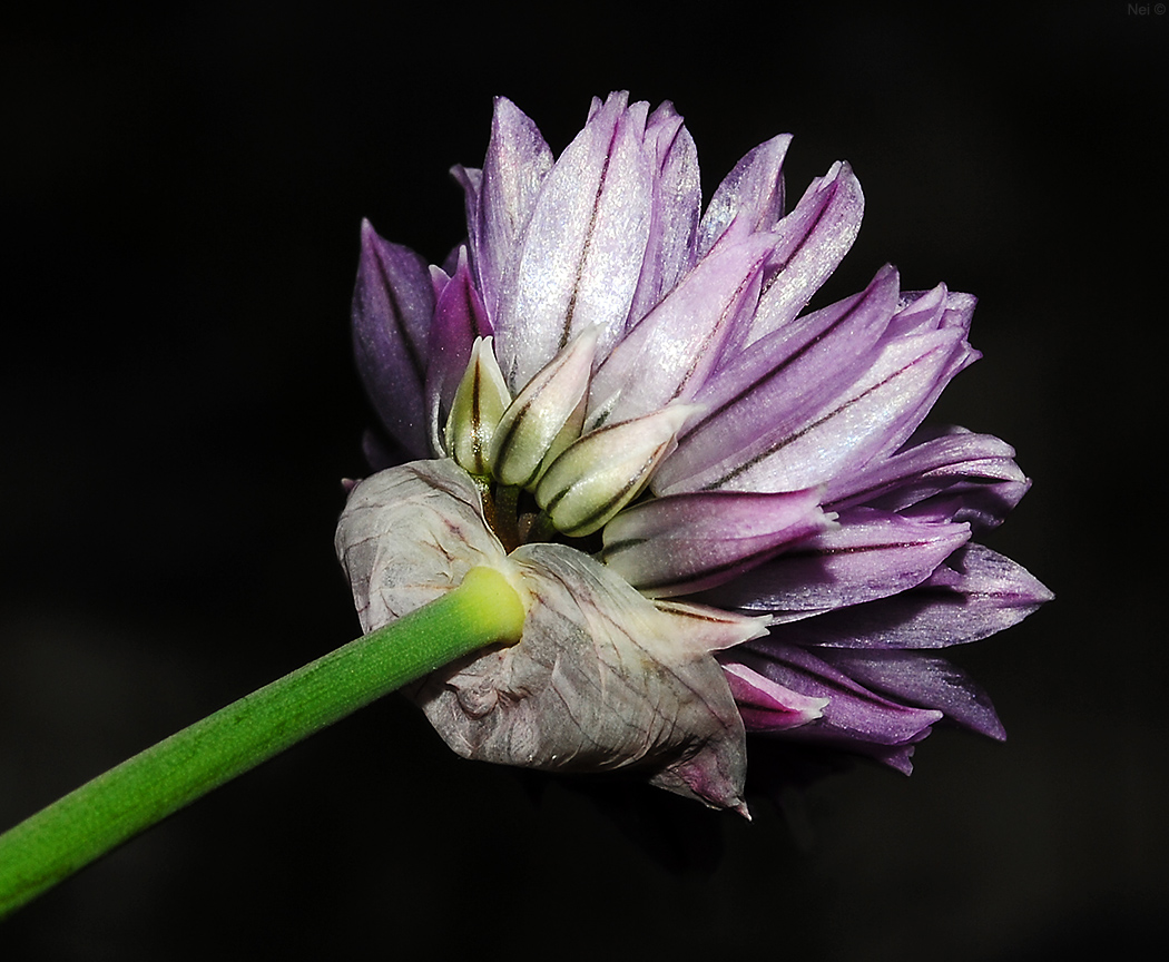 Изображение особи Allium schoenoprasum.
