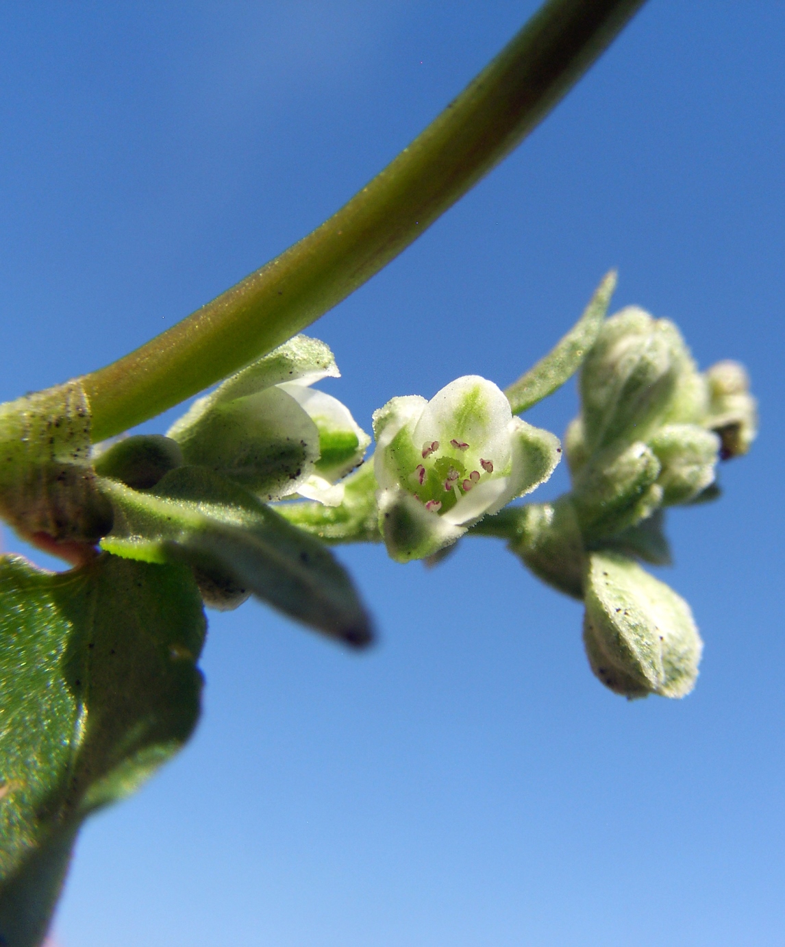 Image of Fallopia convolvulus specimen.