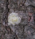 Lecanora symmicta