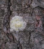 Lecanora symmicta. Таллом с апотециями. Пермский край, г. Пермь, Кировский р-н, смешанный лес вдоль грунтовой дороги на с. Оборино, ствол Alnus glutinosa. 19.12.2020.