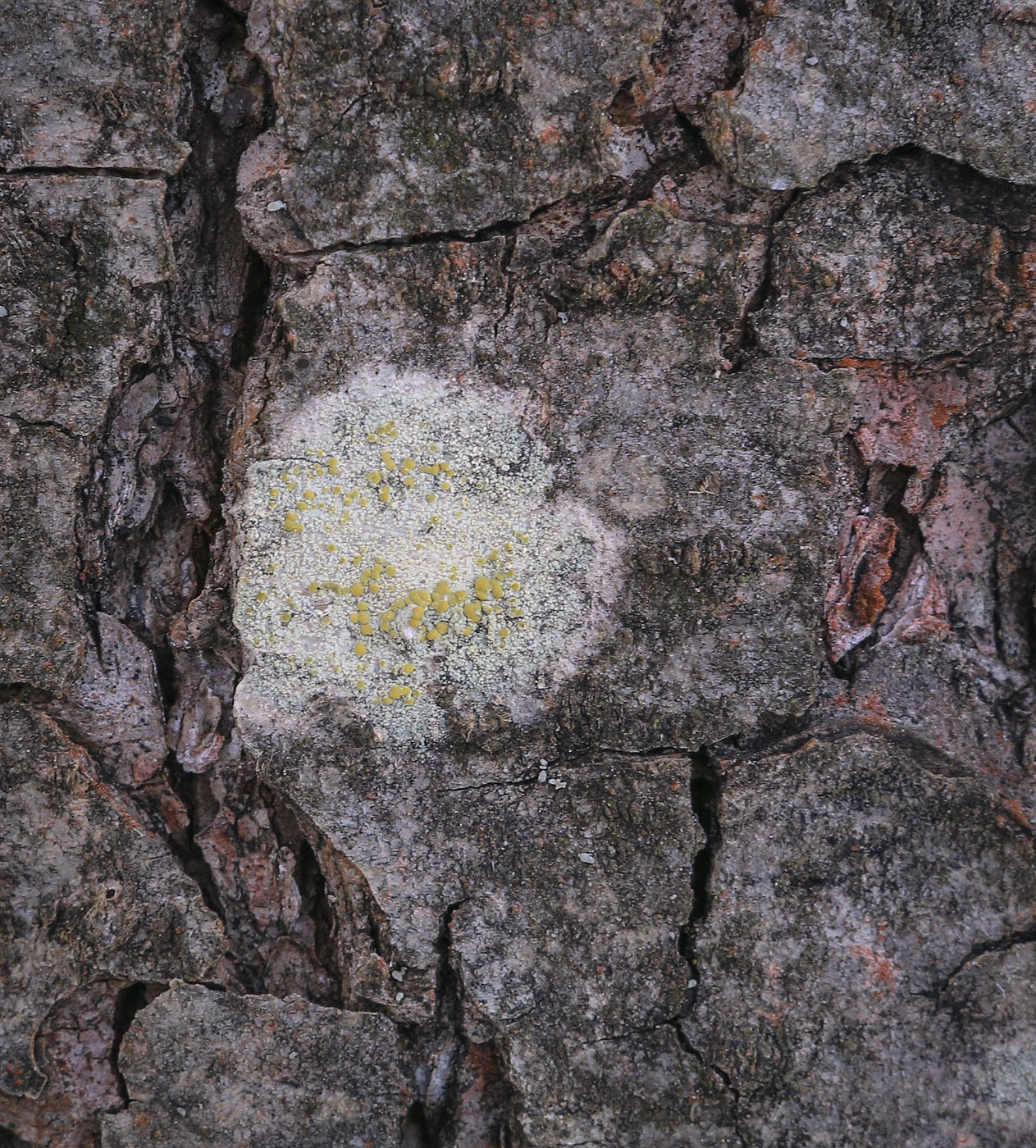 Изображение особи Lecanora symmicta.