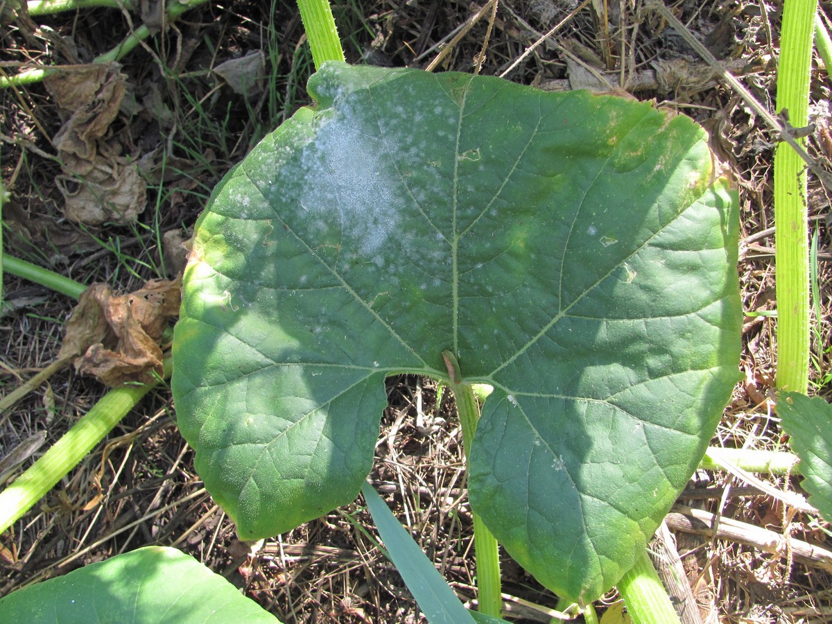 Image of Cucurbita maxima specimen.