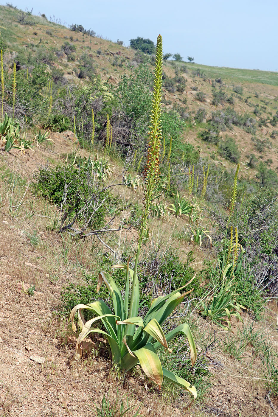 Изображение особи Eremurus turkestanicus.