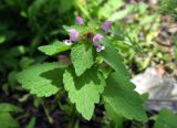 Lamium purpureum