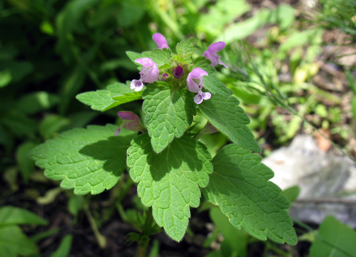 Изображение особи Lamium purpureum.