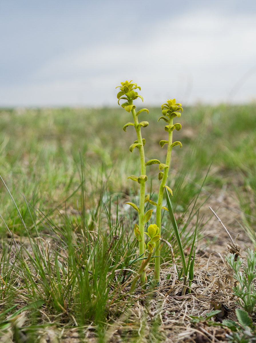Image of genus Euphorbia specimen.