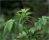 Filipendula ulmaria