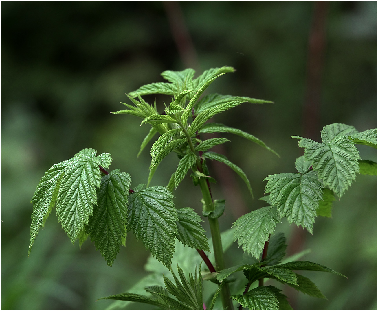 Изображение особи Filipendula ulmaria.