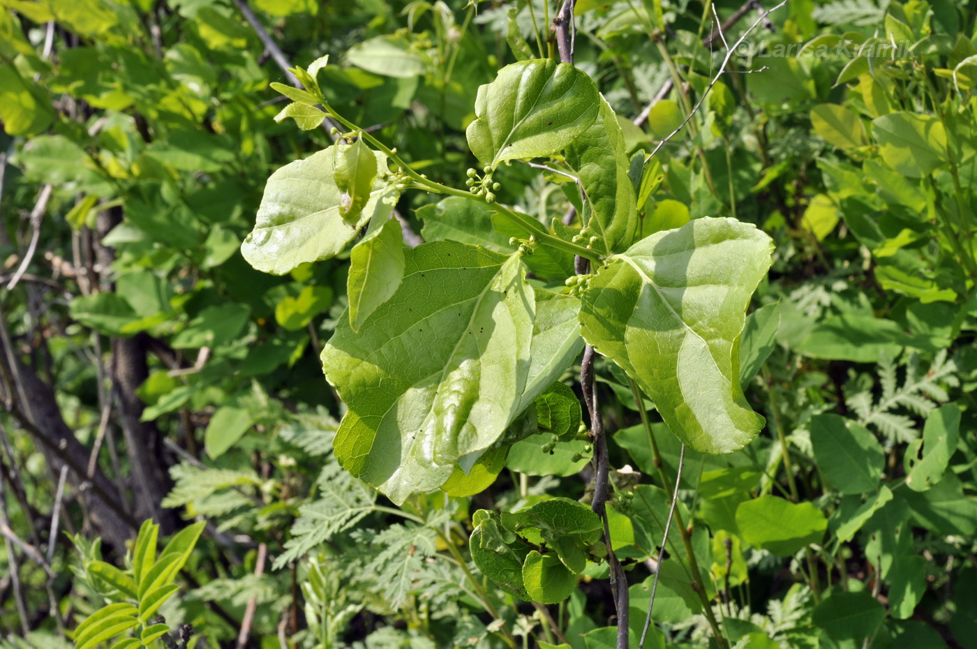 Изображение особи Celastrus orbiculata.