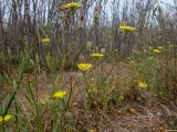 Crepis rhoeadifolia