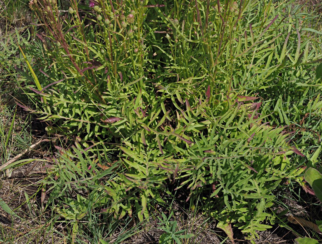 Image of genus Centaurea specimen.