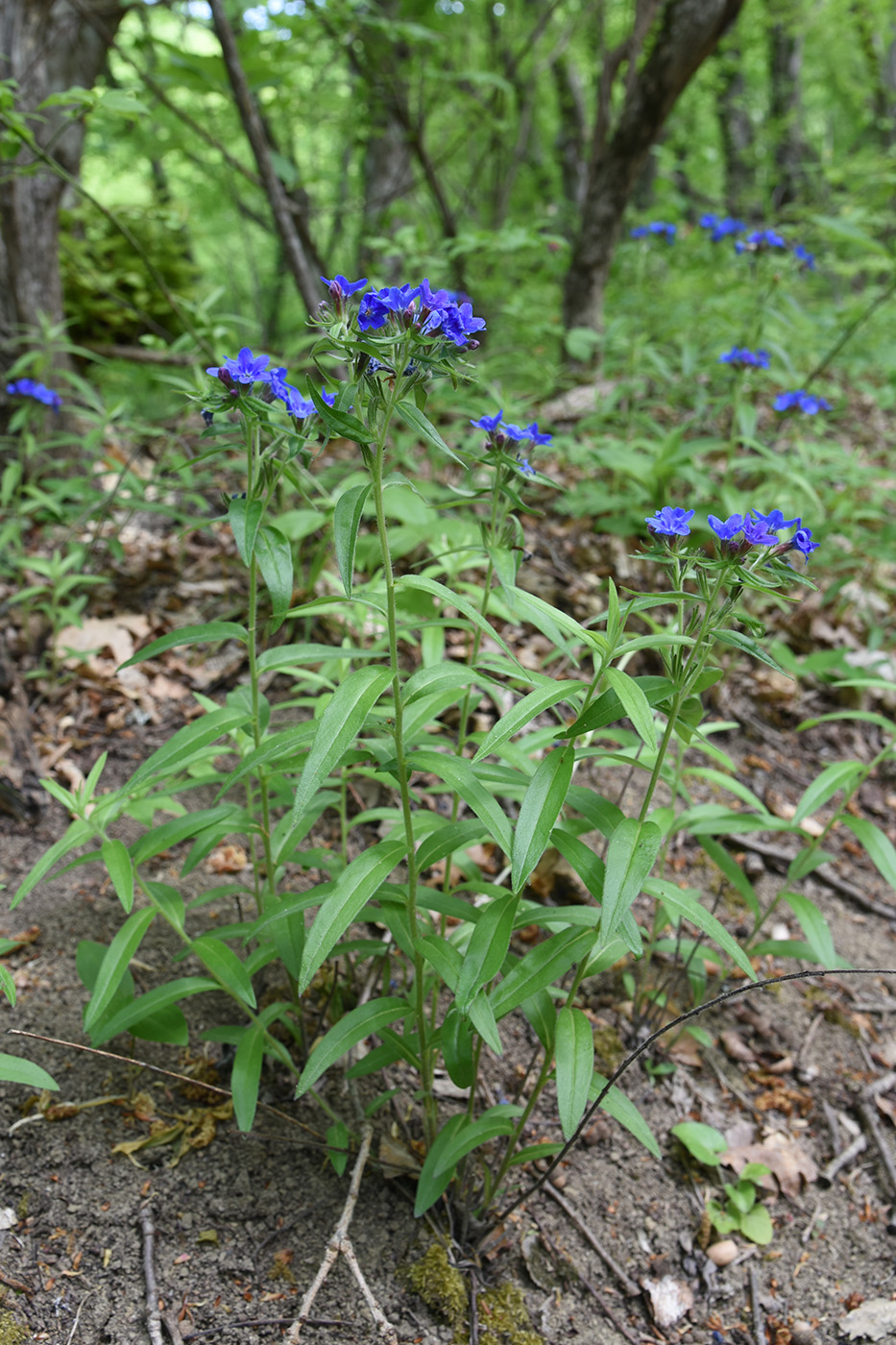 Изображение особи Aegonychon purpureocaeruleum.