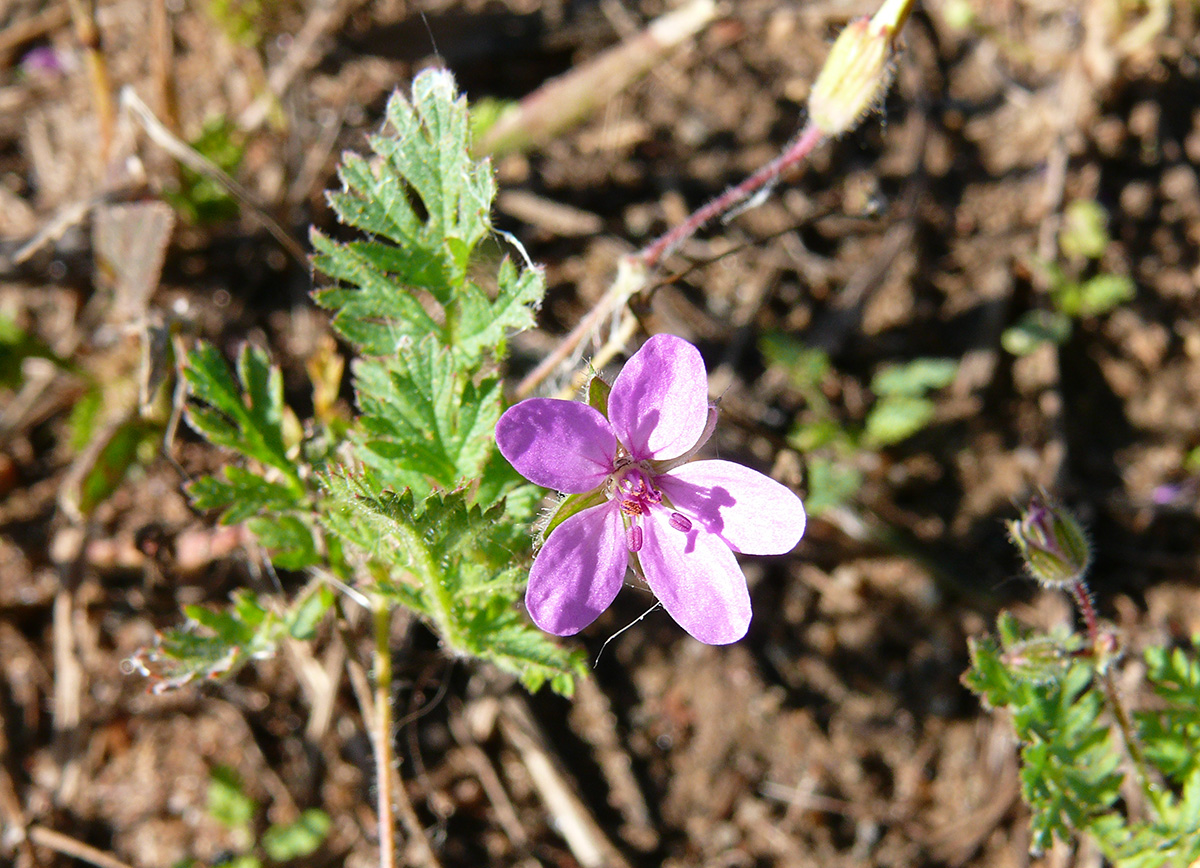 Image of Erodium cicutarium specimen.