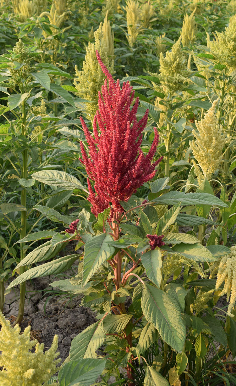 Image of Amaranthus hybridus specimen.