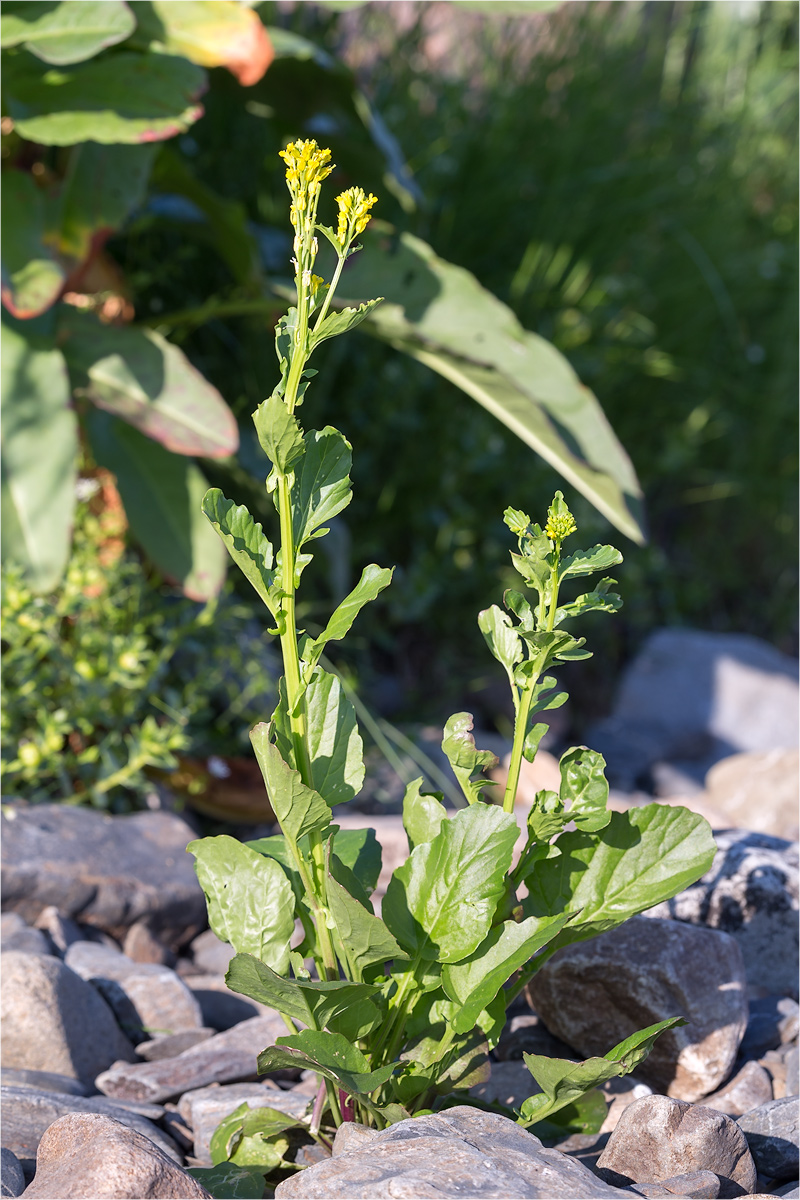 Image of Barbarea stricta specimen.