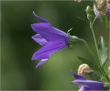 Platycodon grandiflorus. Цветок. Московская обл., Раменский р-н, окр. дер. Хрипань, садовый участок. 19.07.2021.