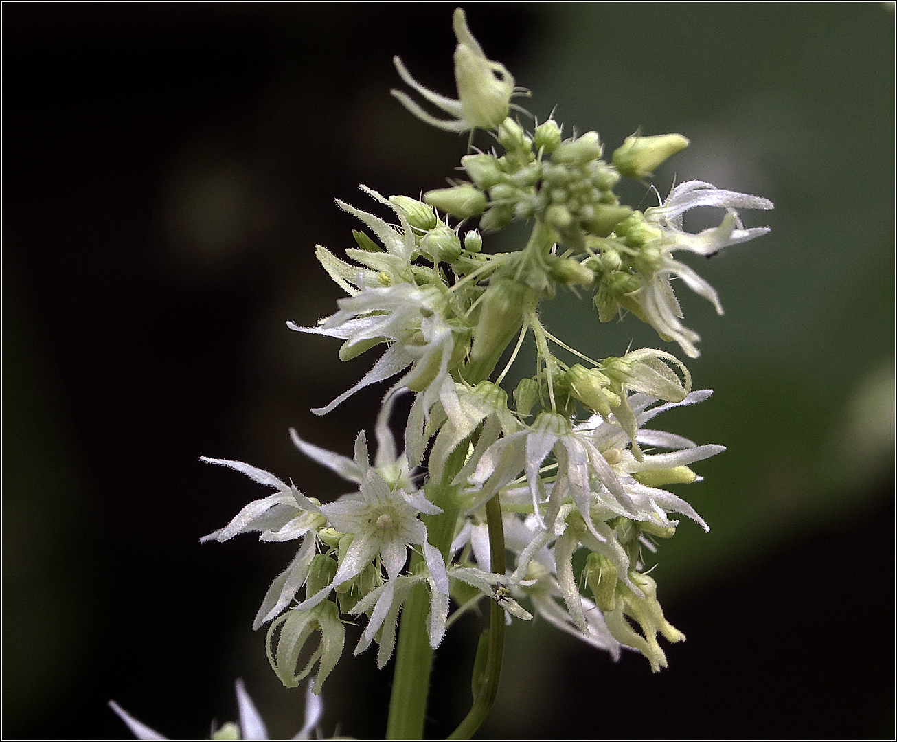 Изображение особи Echinocystis lobata.