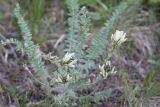 Oxytropis tachtensis